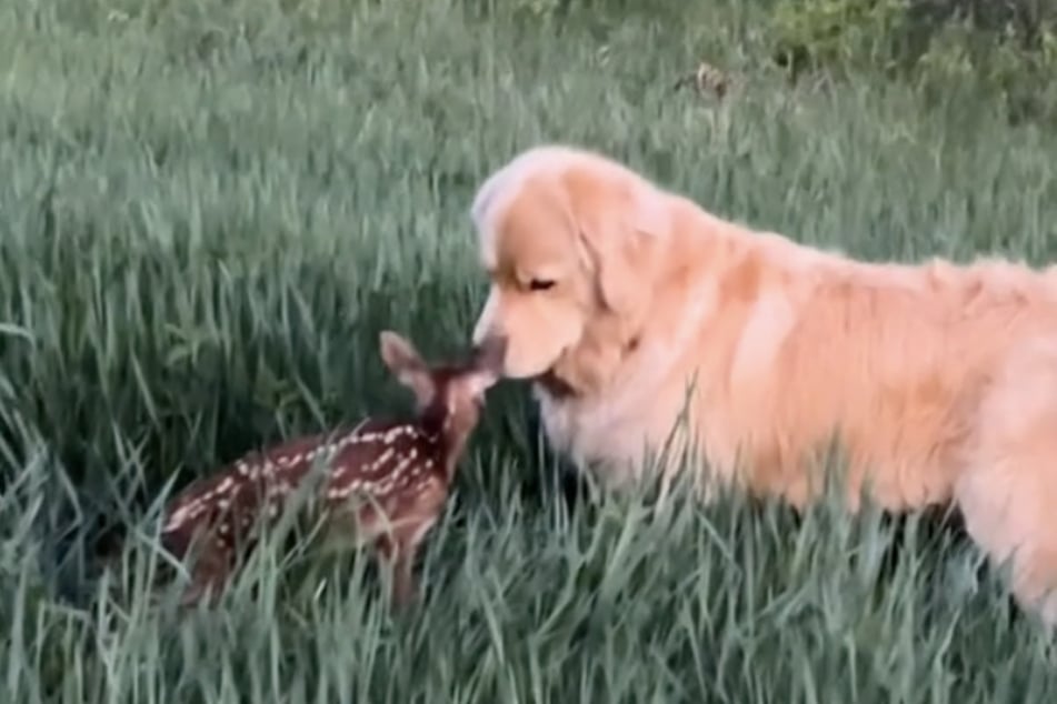 Could it get any cuter than this? When Izzy recently took her Golden Retriever Ruth for a walk, the dog suddenly spotted someone she really wanted to get to know.