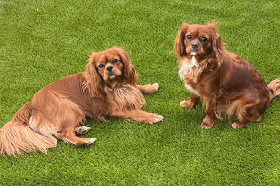 This is what Hannah's dogs looked like before their fateful visit to the groomer.