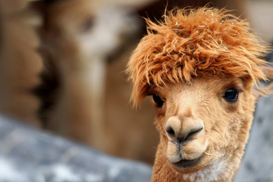 Llama to solve Covid drama? Antibodies produced by llamas could be basis for new treatment