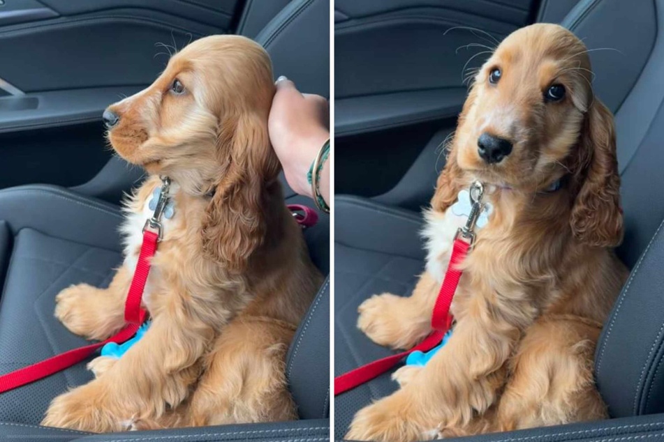 Giant-headed puppy dog goes viral in adorable video: "give me 14 of them"