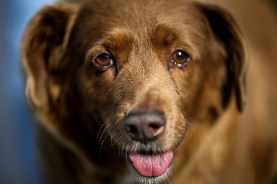 Bobi was said to be the oldest dog of all time at the age of 31 years old.