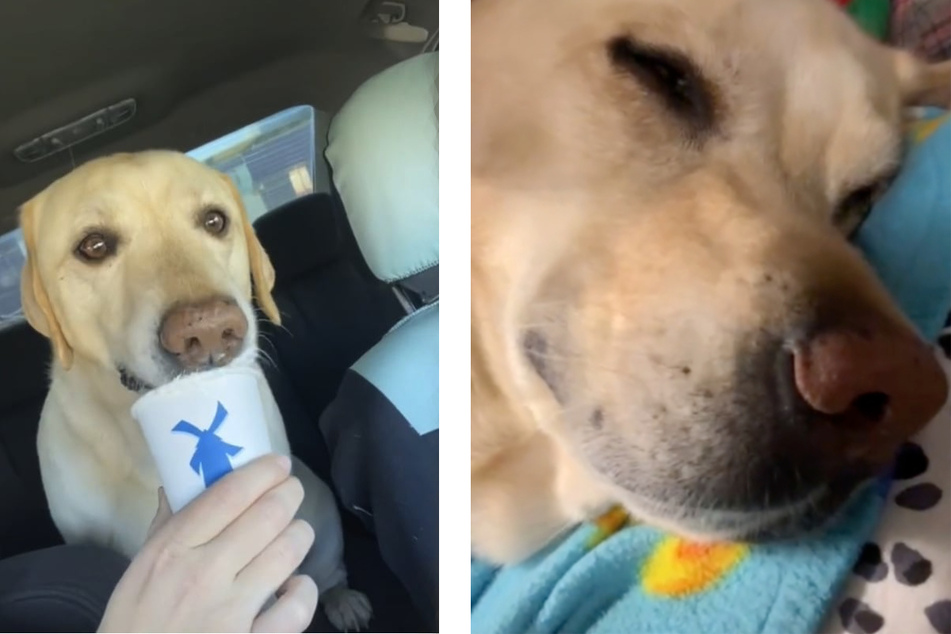 Gunner loved to ride in the back of his owner's car.