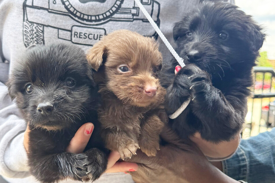 This is what the three cute puppies look like now.