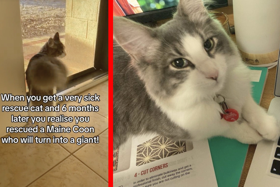 Mathilda was given a grim prognosis before owner Alli Cummings sought a second opinion.