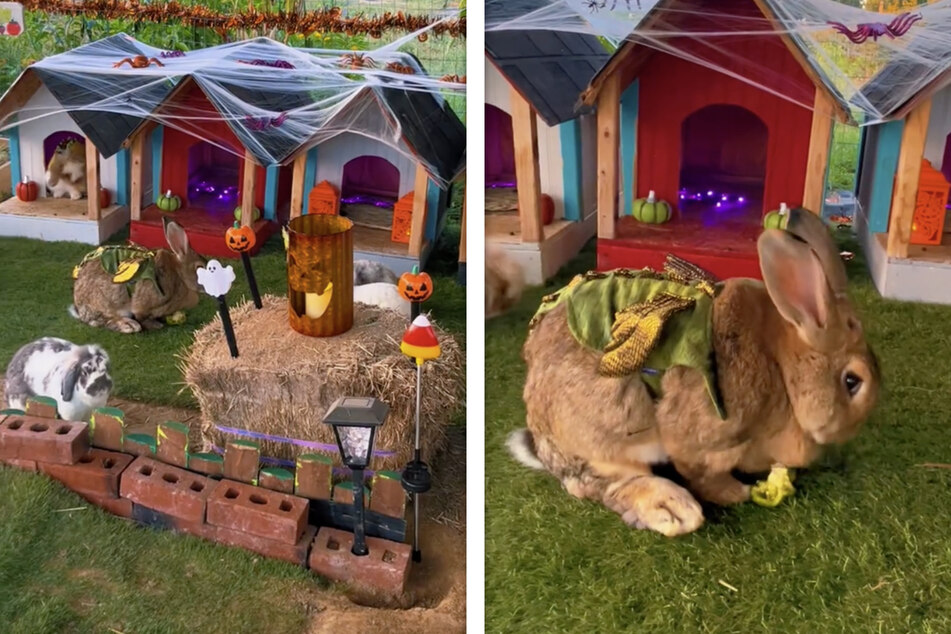 Rabbits in costumes: Farm undergoes an adorably spooky Halloween makeover!