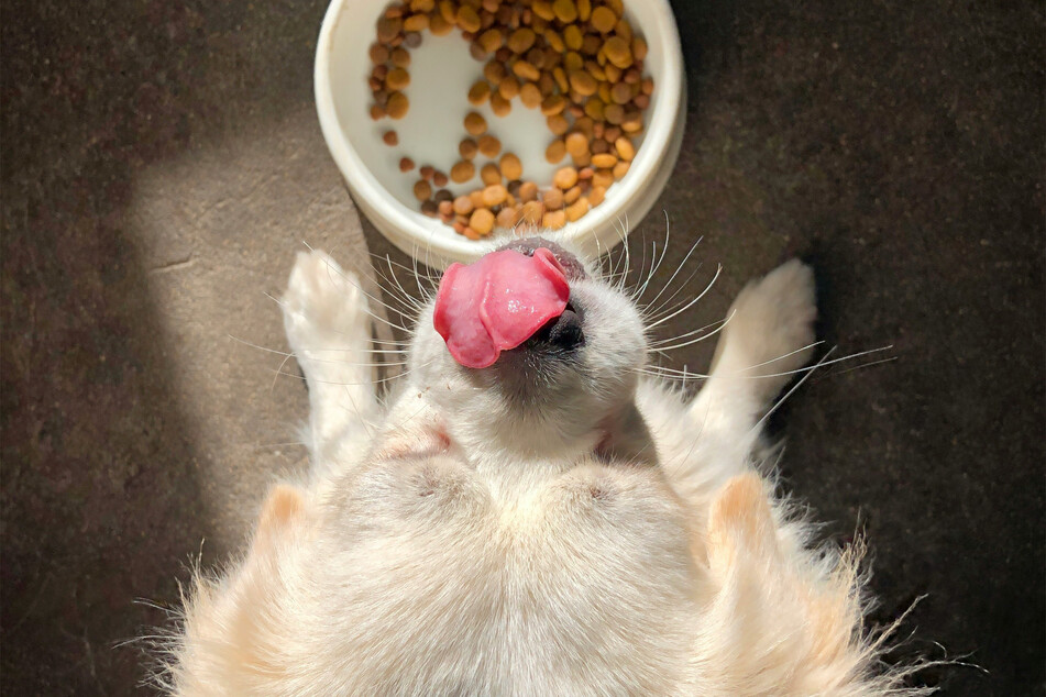 What foods are toxic to dogs?