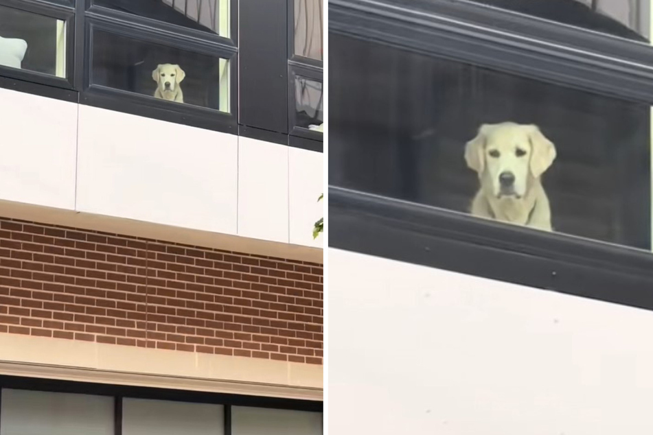 Ever since Paddington, or Paddy for short, got a baby brother, the world looks very different than it did before! The poor dog's dilemma went viral on TikTok recently, and it's quite a doozy.