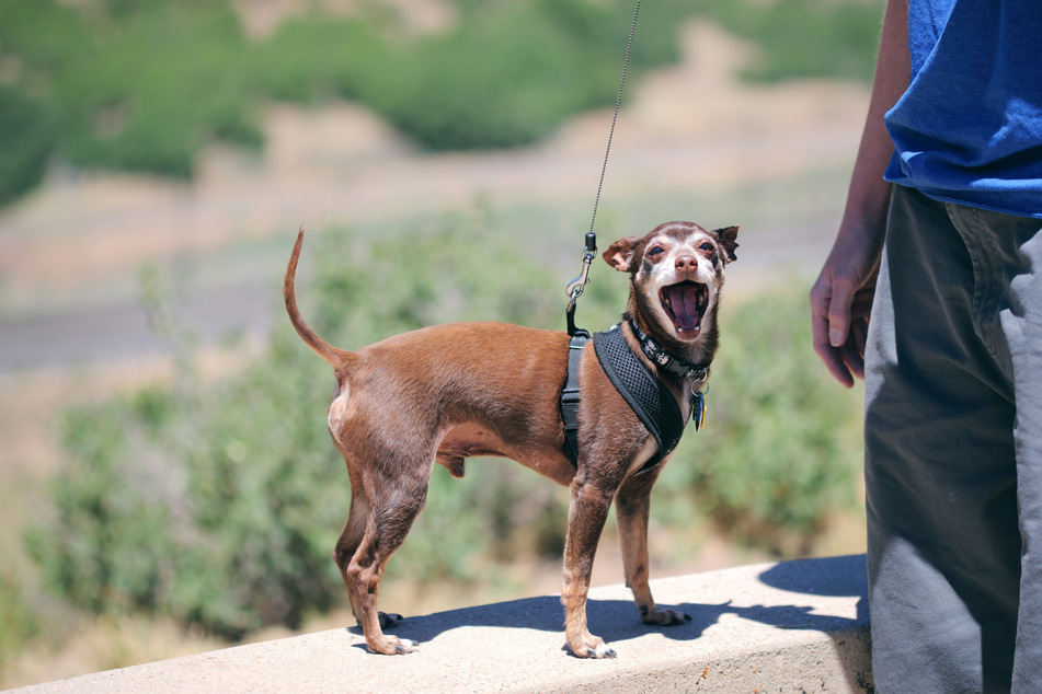 The miniature pinscher certainly lives up to the first half of its name.