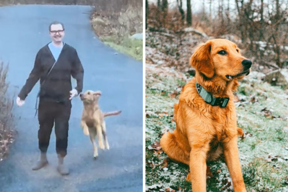 Golden retriever's unique version of hide-and-seek goes viral!