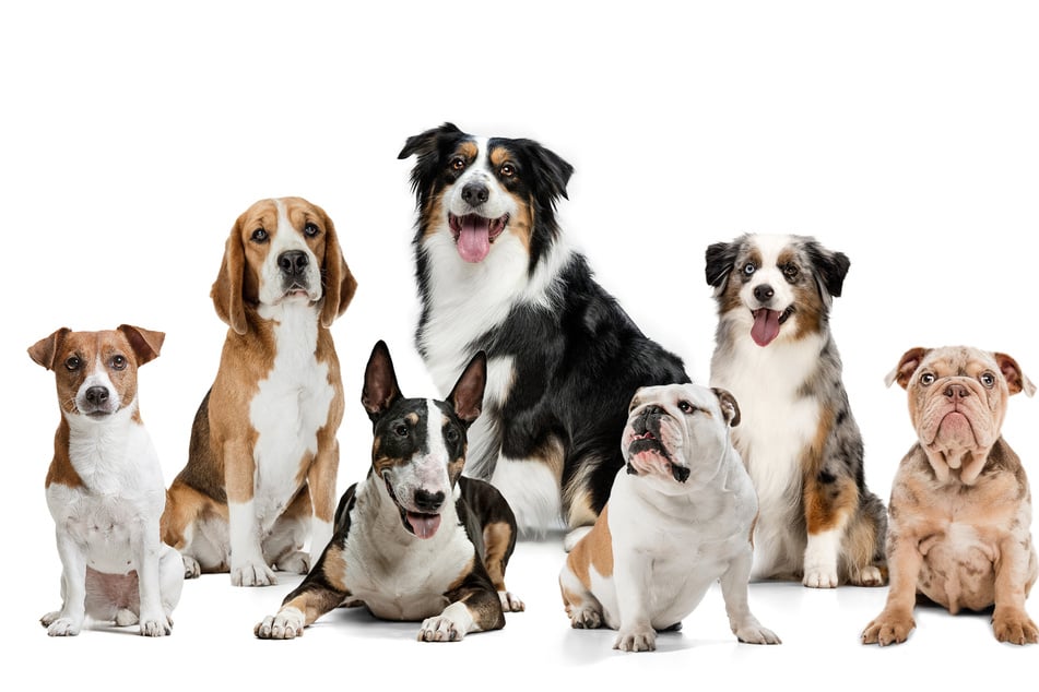 Best medium sized dog breeds: Top 10