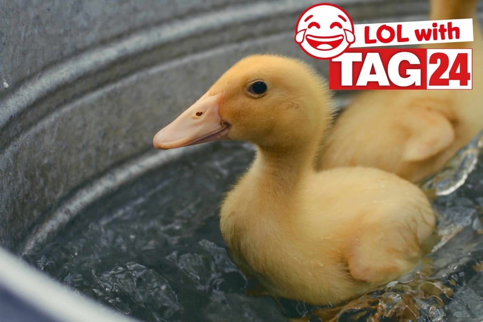 Today's Joke of the Day is here to quack you up