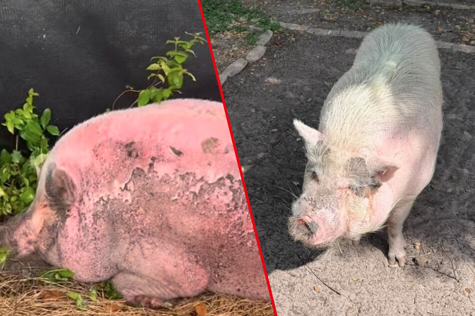 After getting severely sunburnt, Waddles the pig has recovered. His hair has even grown back!