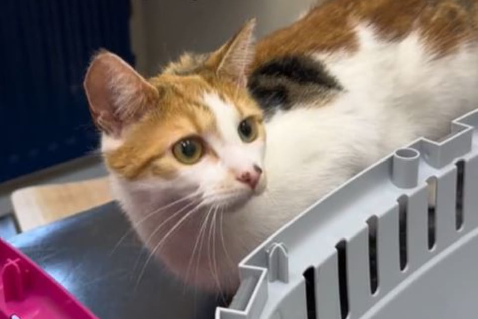 Cat Fifi had quite a surprise in store for owner Mo when he took her to get spayed.