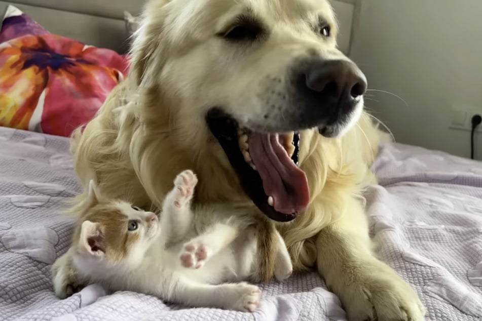 Bailey the golden retriever enjoying the company of his new feline friend!