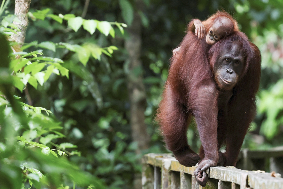 Malaysia gives controversial "orangutan diplomacy" plan a twist