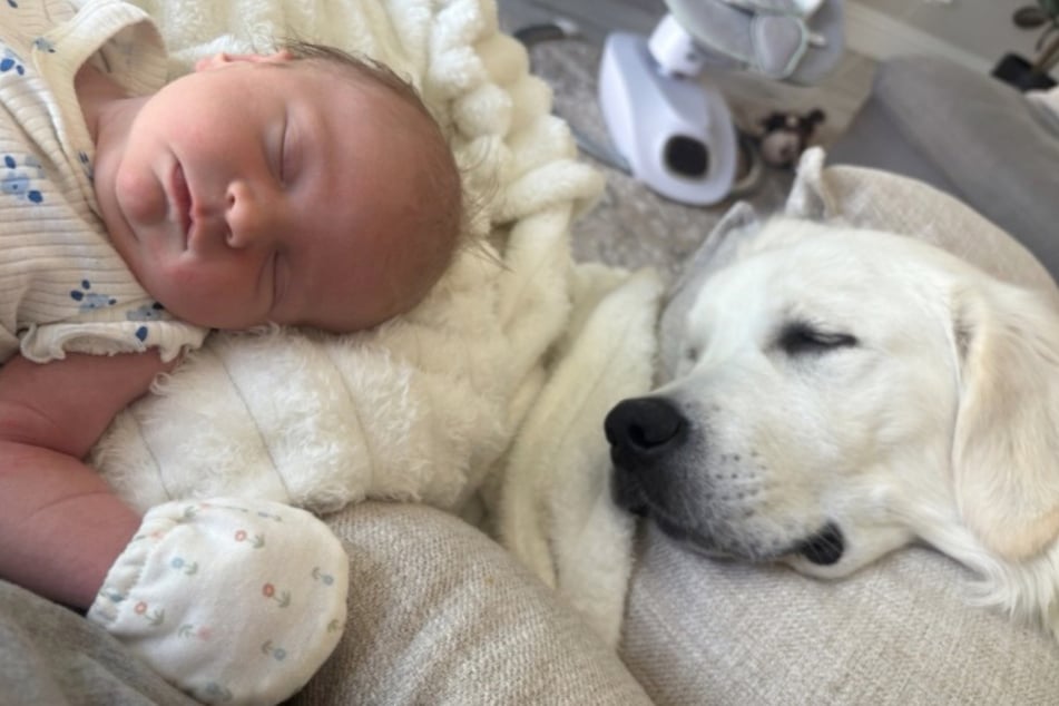 Despite his own needs, Teddy the dog seems to have a very strong sense of responsibility.