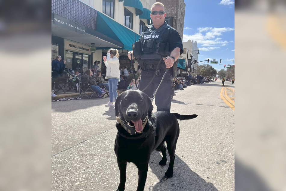 Midnight and dog handler Damon Clark are a well-rehearsed team!