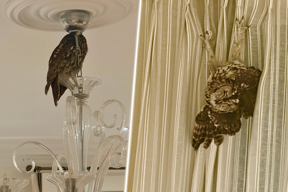 Wild owls sneak into a house through the chimney – and make themselves right at home!