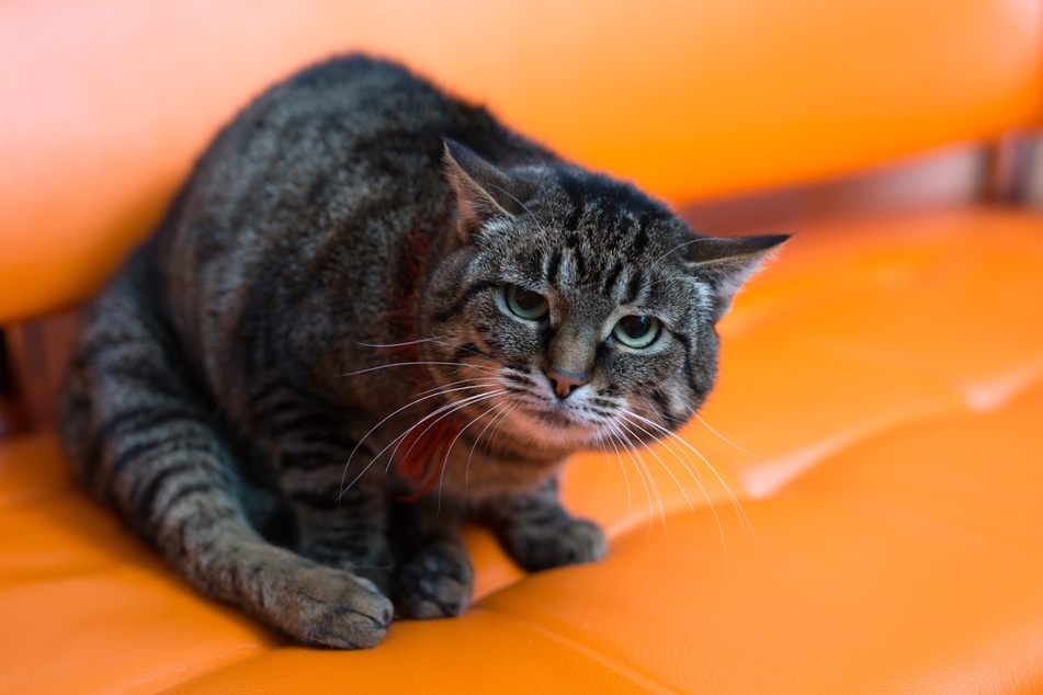 Cats stare at you often out of affection or simply curiosity.