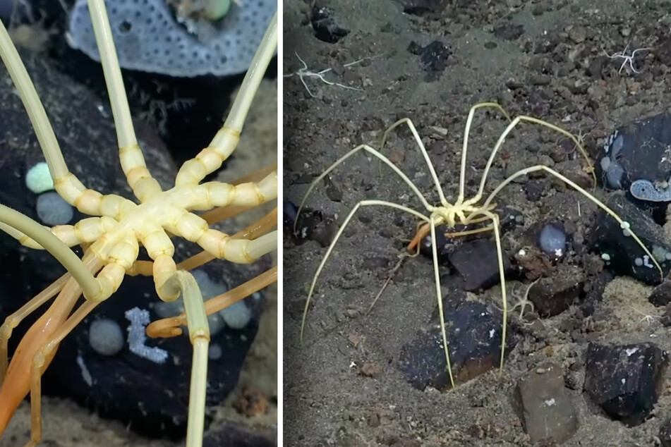Researchers find bizarre giant spider in the ocean depths of the Antarctic
