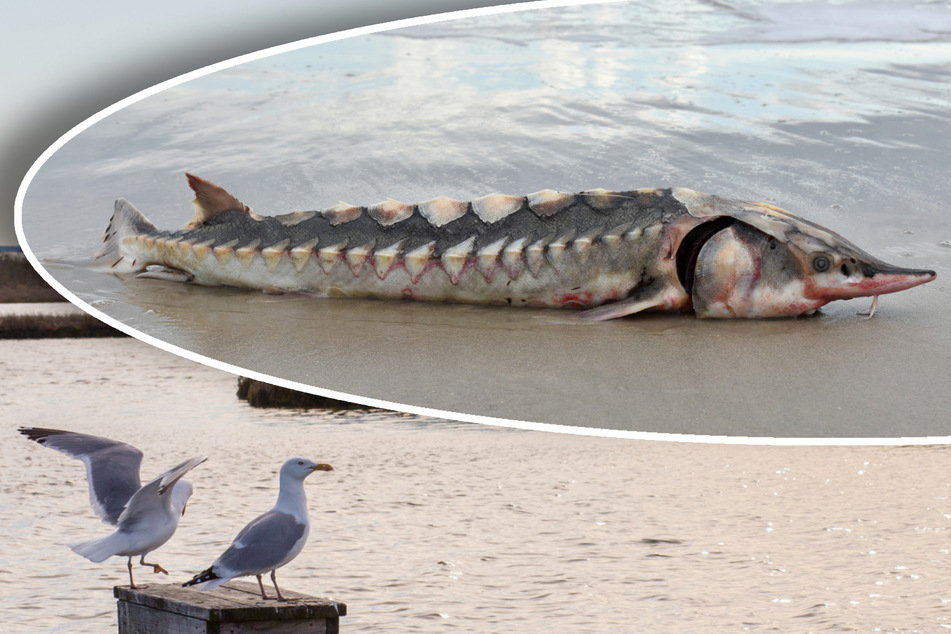 Rare fish and "true member of the dinosaurs" discovered on East Coast island