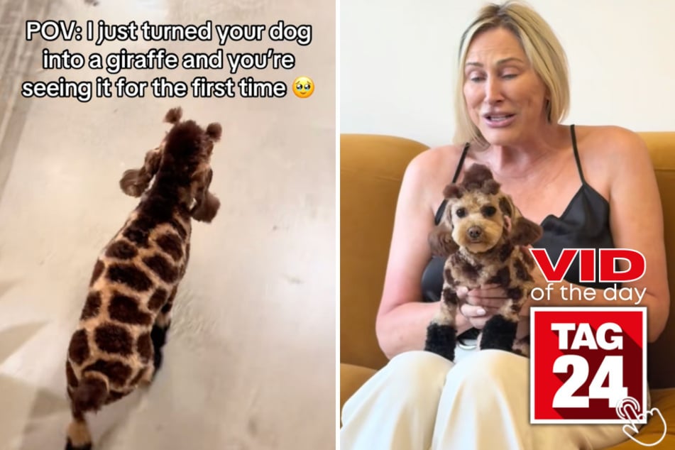 This groomer turned a dog into a giraffe – and the owner's reaction says it all!
