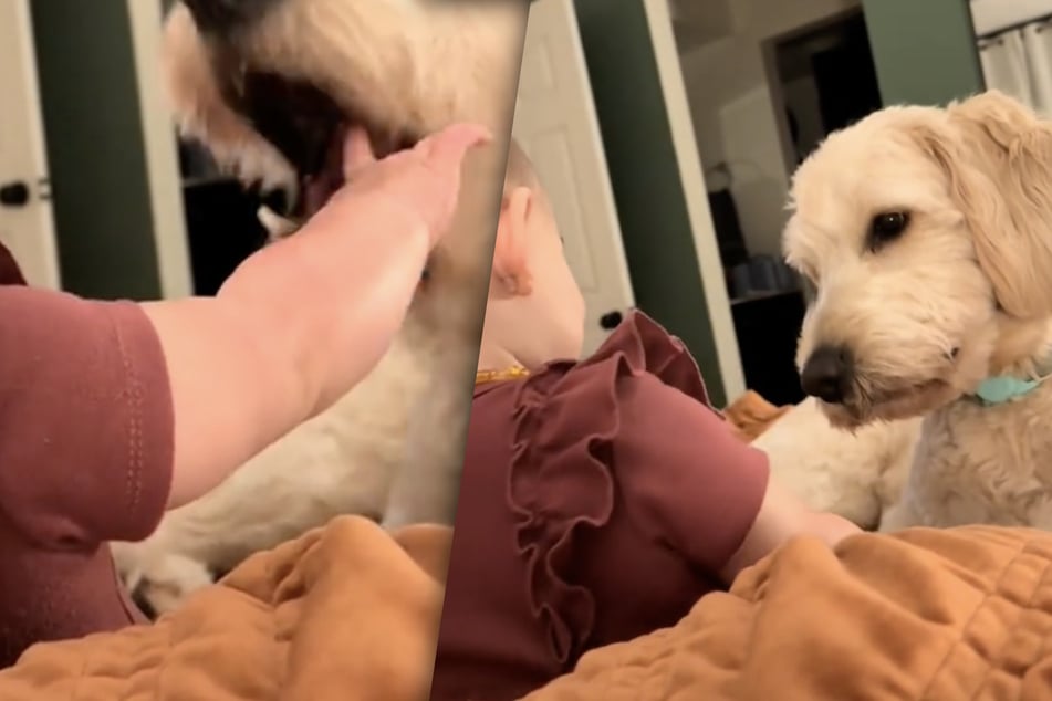 Baby can't stop giggling with dog in adorable playtime clip