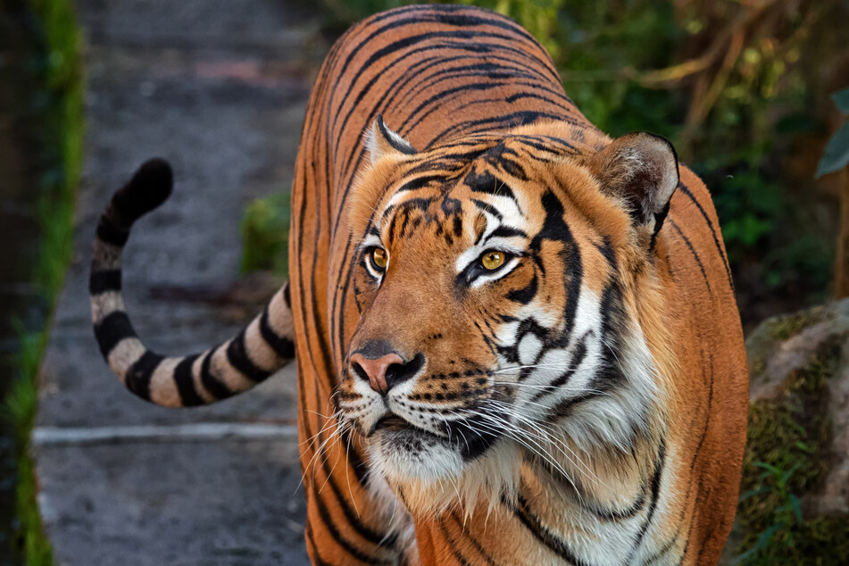 Illinois tiger gets a brand-new hip after complex surgery