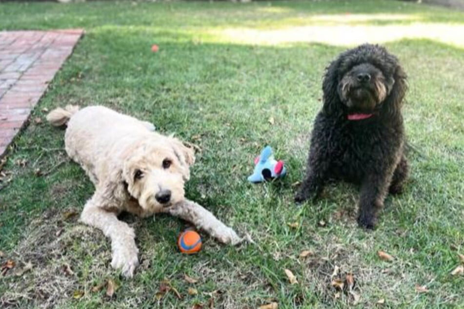 Dogs Pita (l.) and Fia are the best of friends!