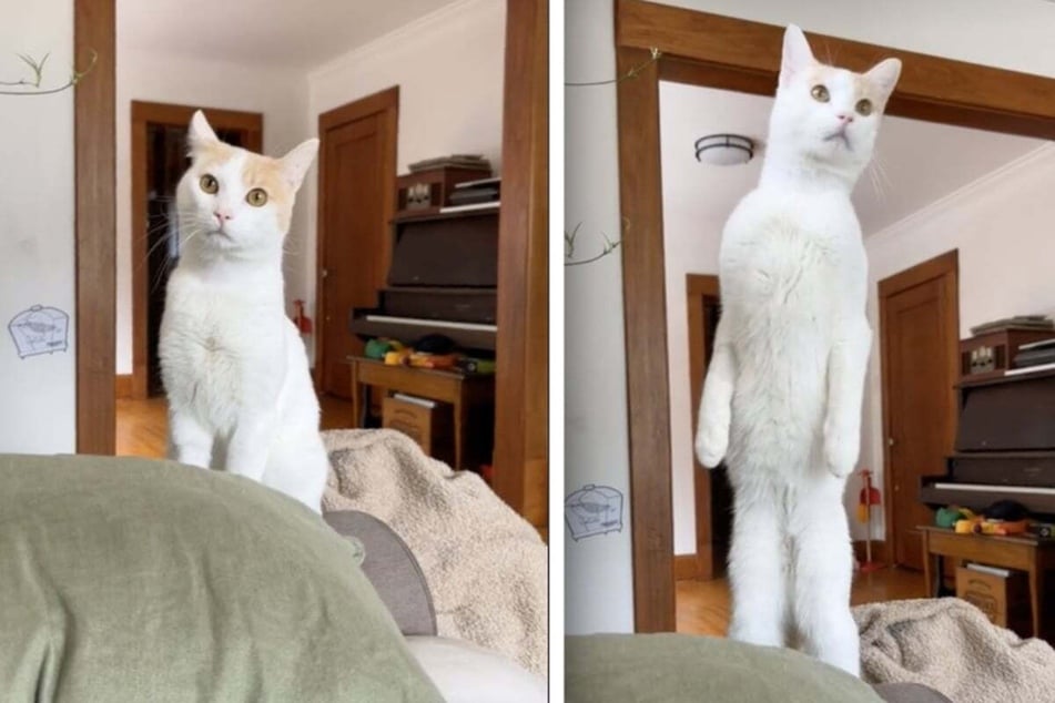 Standing cat has owner cracking up: "I caught my cat being a human for a sec"
