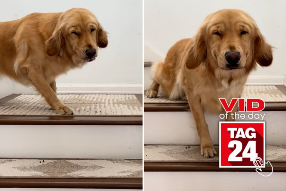 Viral Video of the Day for May 18, 2026: Golden retriever's guilty walk of shame has the internet in stitches!