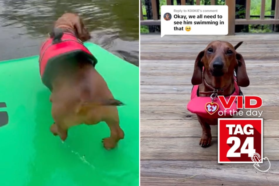 Viral Video of the Day for November 5, 2023: This wiener dog immediately regrets jumping into a huge lake!