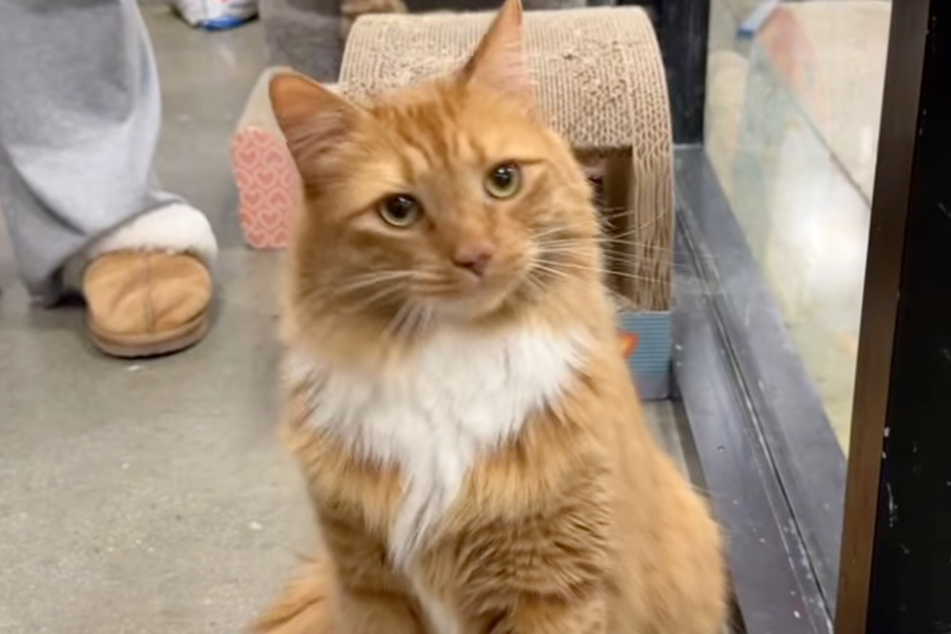Zeke the cat finally found his forever family.