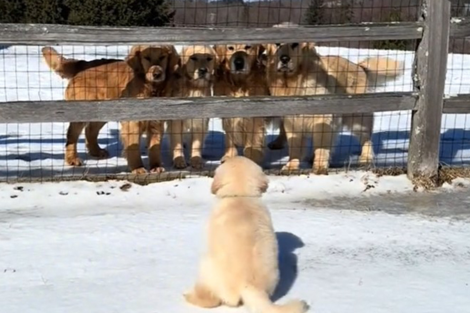 Riley the Golden Retriever puppy has been breaking hearts on TikTok with footage of his bittersweet dog family farewell.