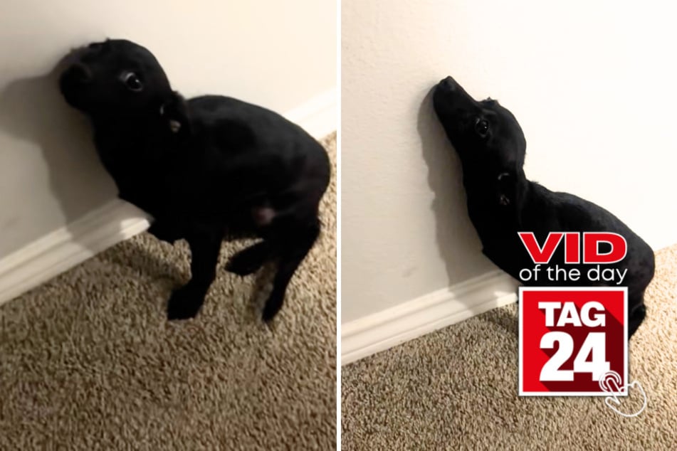 Viral Video of the Day for July 15, 2026: Dog's "time out" has the internet in stitches – but it's her name that steals the show!