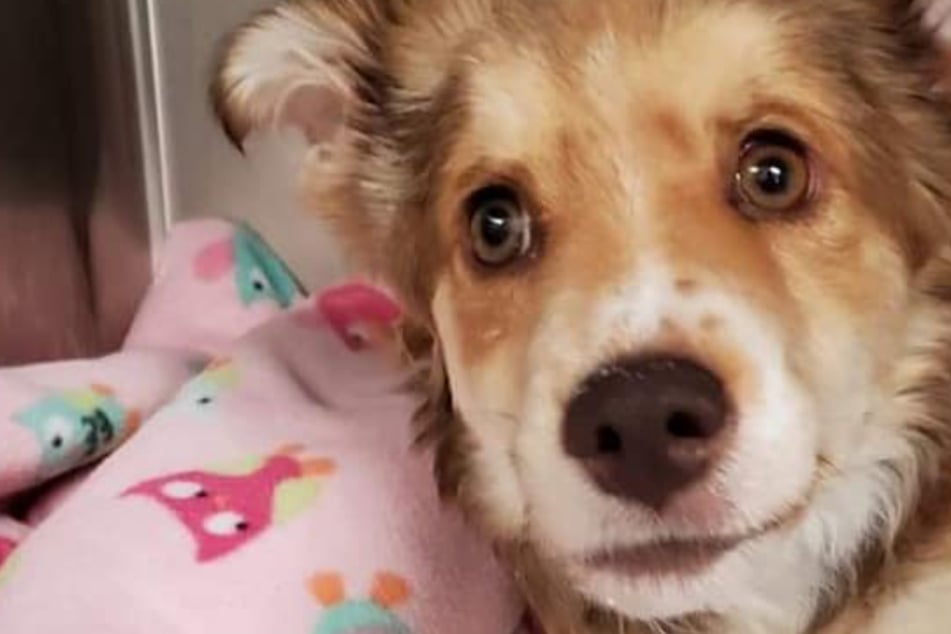 Missing puppy found severly injured