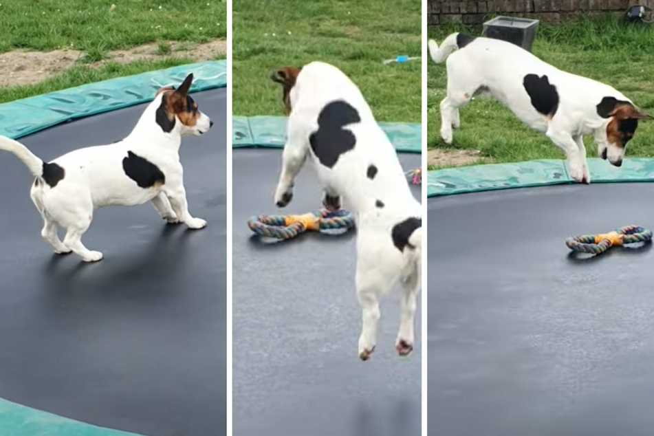 Jumping for joy: little dog discovers a trampoline and his life is changed forever!
