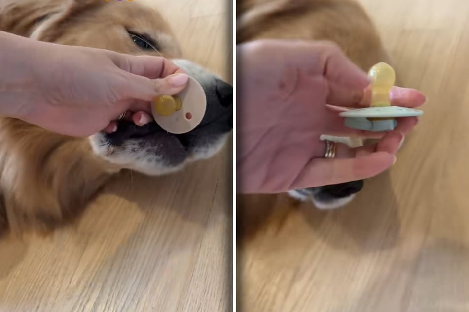 Golden Retrievers are sweet, friendly family dogs who always want the best for everyone – right?