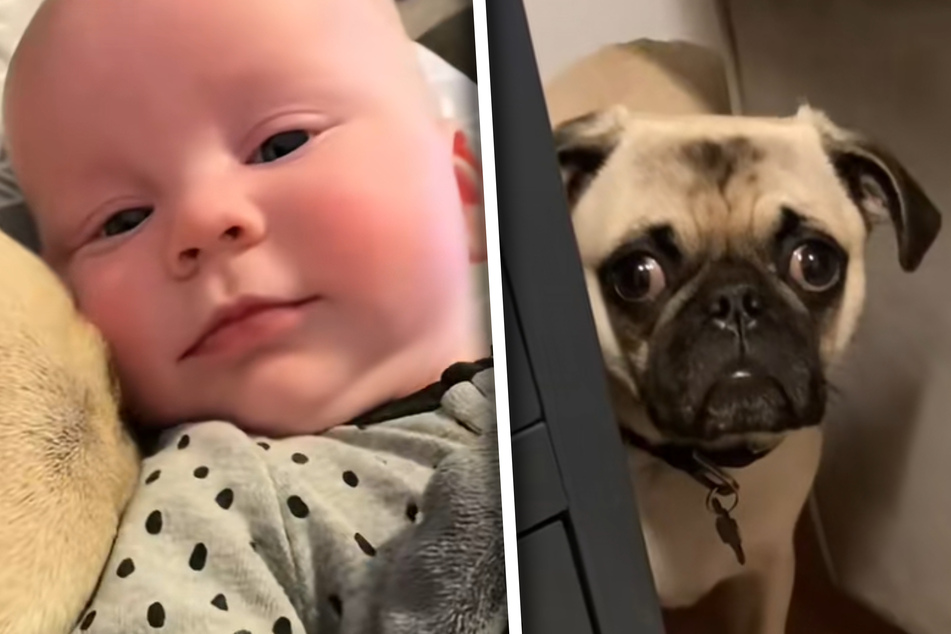 Young mother introduces newborn baby to her dog – his reaction breaks her heart