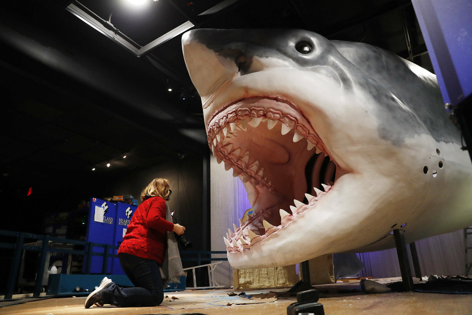 Shark attack! Life-size chompers take over NYC museum