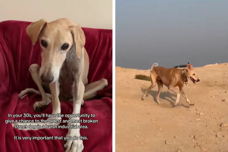 After his adoption, Winston the dog enjoyed relaxing on the couch at home and having fun on the beach.