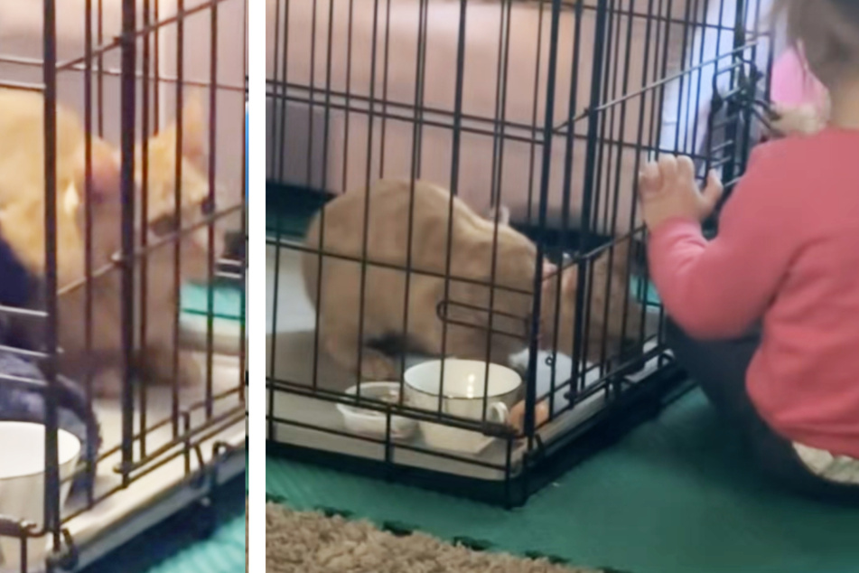Cheeto the cat had snuck into the inside of the sofa unnoticed when it was picked up.