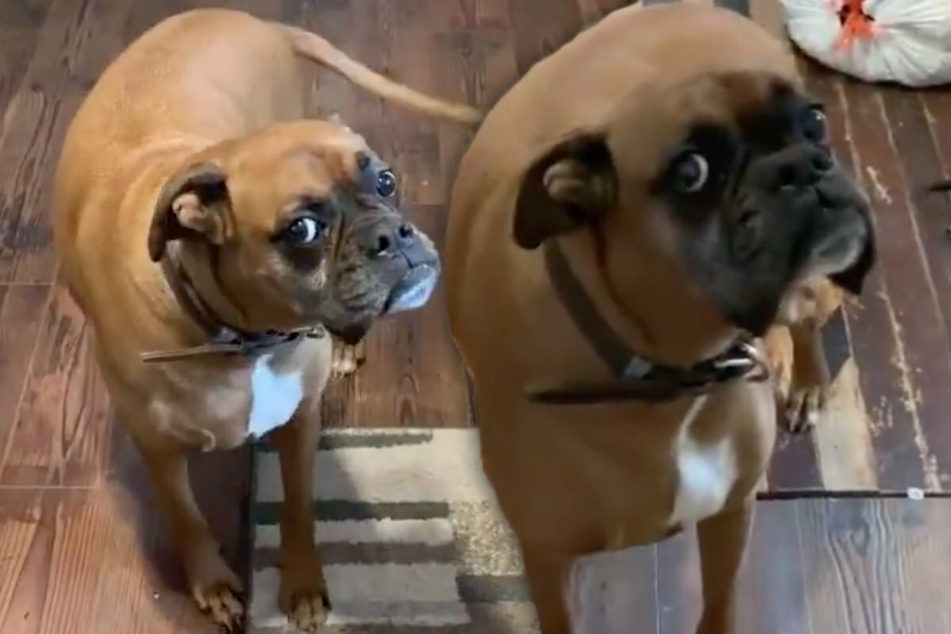 Adorable dog makes millions laugh with his freeze dance game