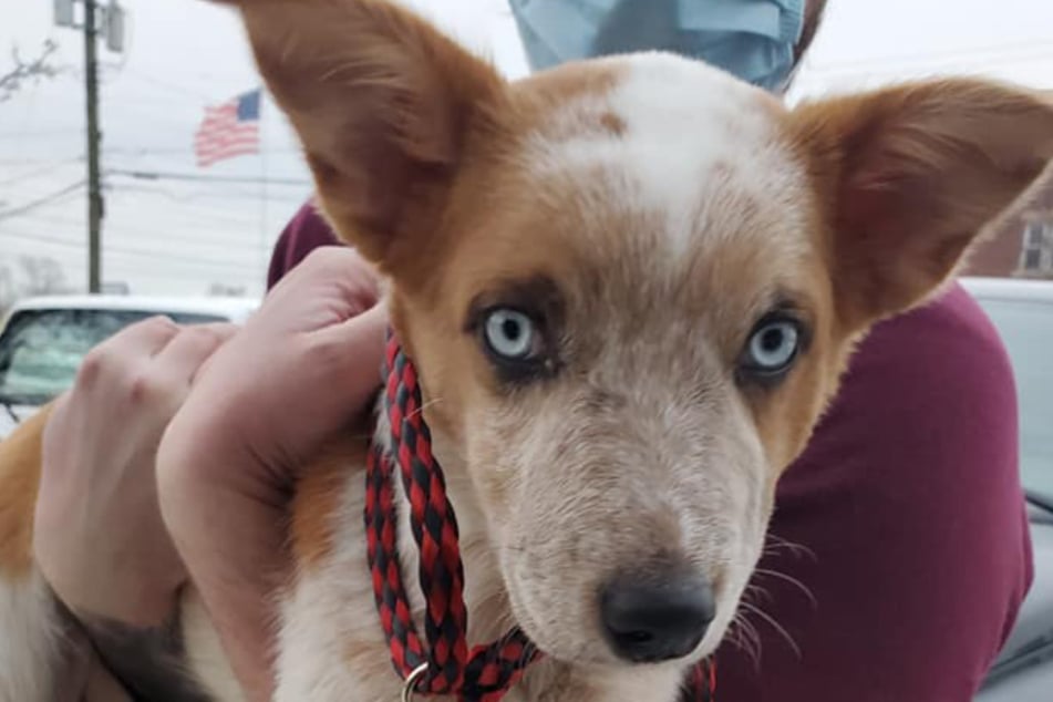 This little dog suffered serious abuse.
