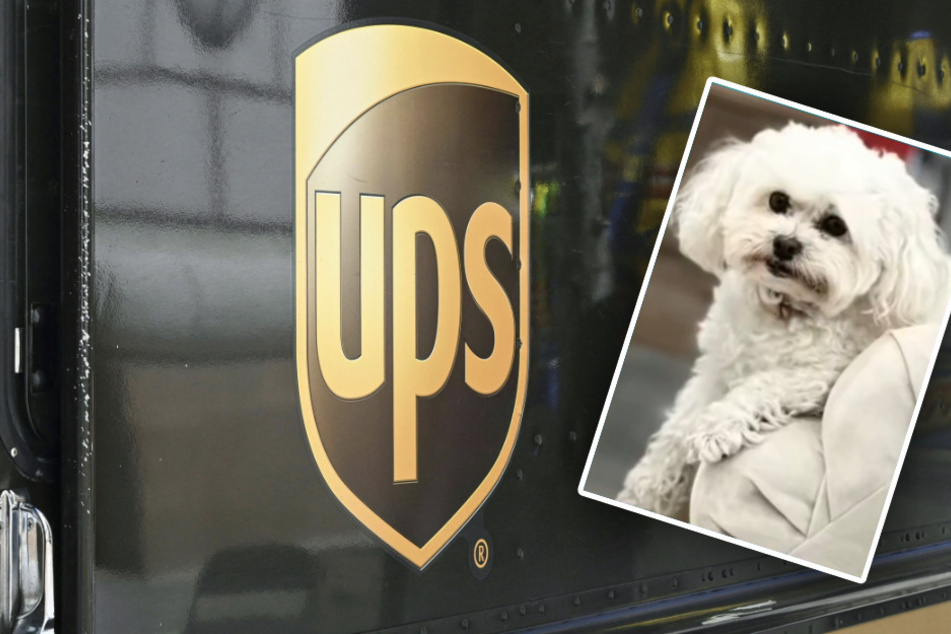 Rescue dog tragically killed in horrific package tossing incident