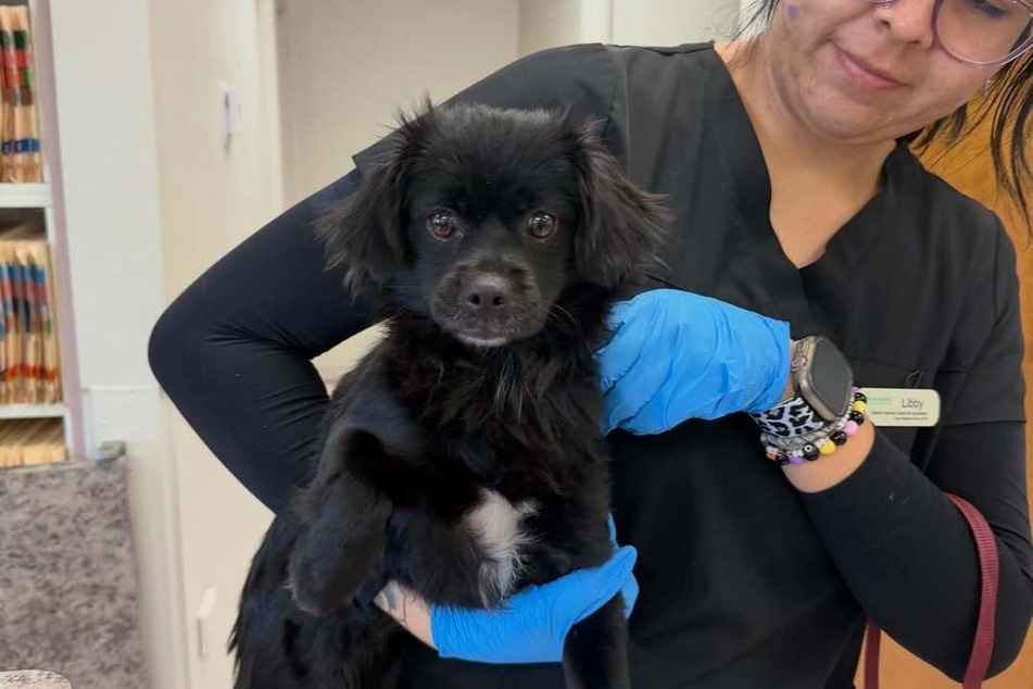 After the rescue operation, the dog was taken to the vet.