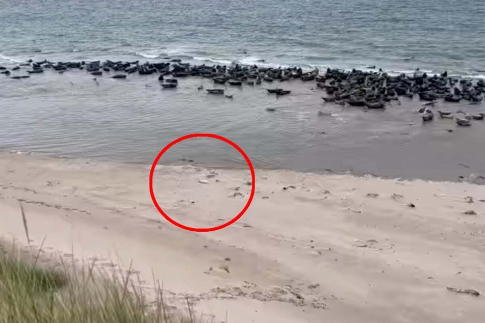 Baby seal abandoned on beach saved by eagled-eyed dog walker!