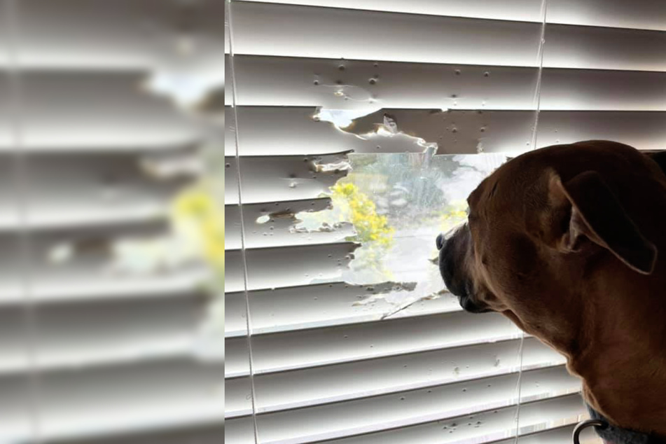 Nothing will stop this dog from staring out the window!