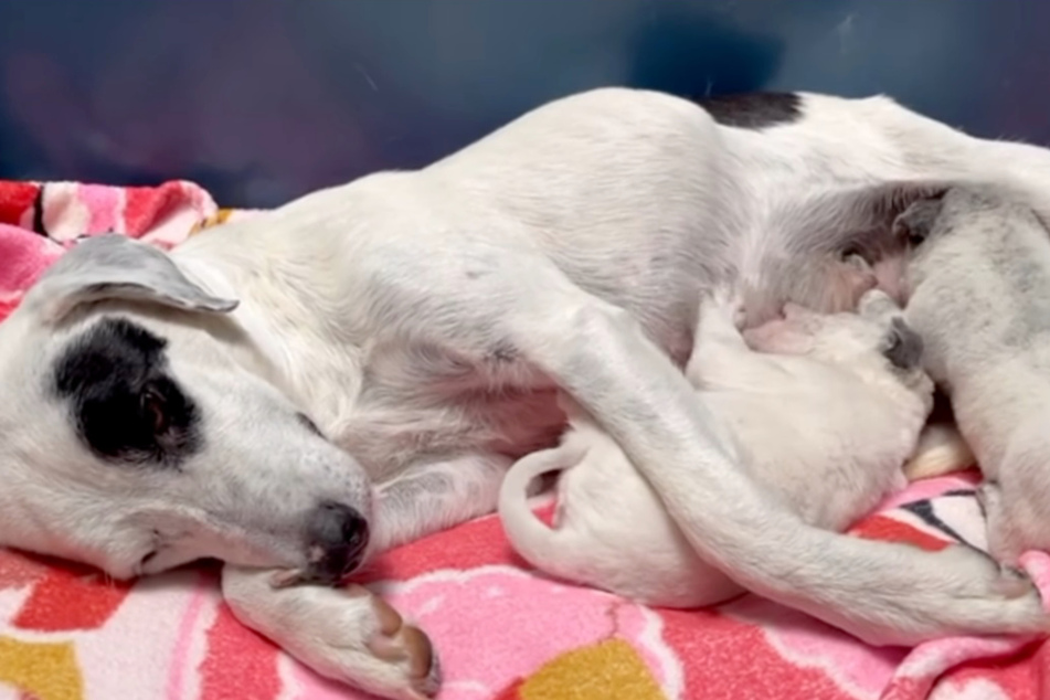 The puppies quickly latched on to the mama dog and got the milk and comfort they needed.