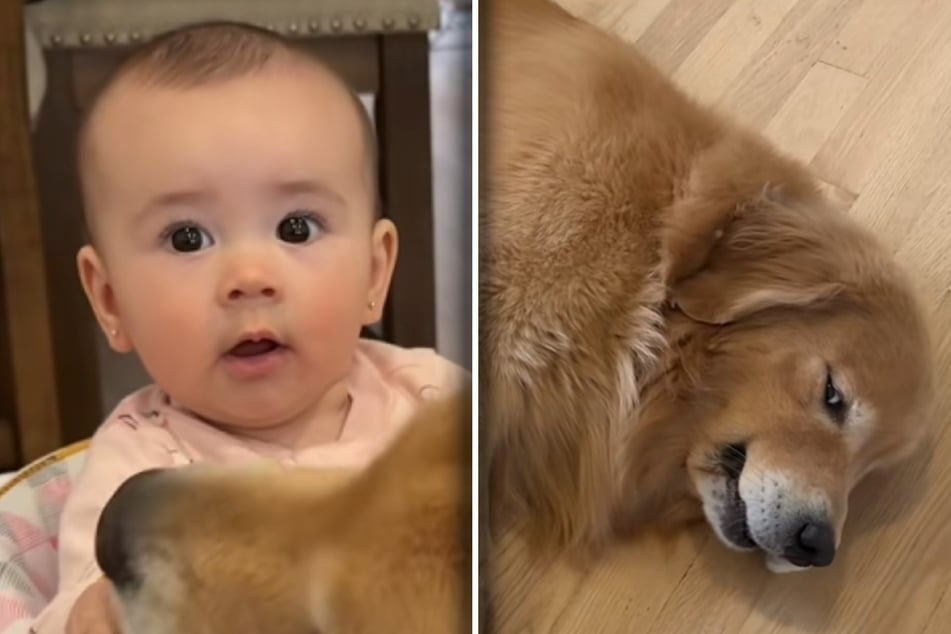 Dog mom is shocked to see what her Golden Retriever does to the baby: "That's a bad boy!"